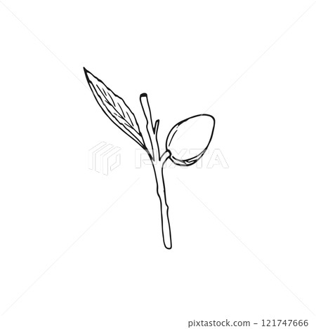 Hand-drawn Almond twig with leaves and nut on white Background. Botanical hand-drawn illustration on white. Prunus dulcis. Prunus amygdalus. Hand-drawn Almond twig with leaves and nut on white Background. Botanical hand-drawn illustration on white. Prunus dulcis. Prunus amygdalus. 121747666