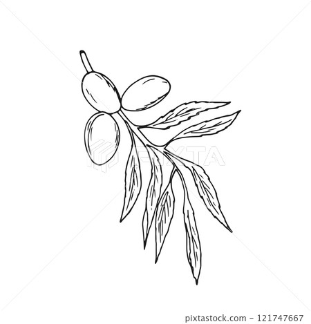 Almond nuts on branch with leaves. Isolated Botanical hand-drawn illustration on white. Prunus dulcis. Prunus amygdalus. Almond nuts on branch with leaves. Isolated Botanical hand-drawn illustration on white. Prunus dulcis. Prunus amygdalus. 121747667