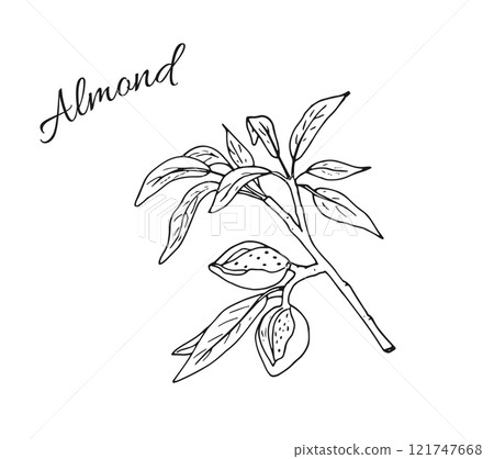 Almond nuts in shell. Almond branch with leaves. Botanical Hand-drawn vector illustration isolated on white background. 121747668