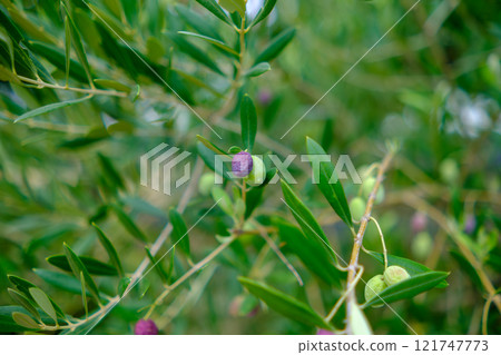 Purple colored olives Purple colored olives 121747773