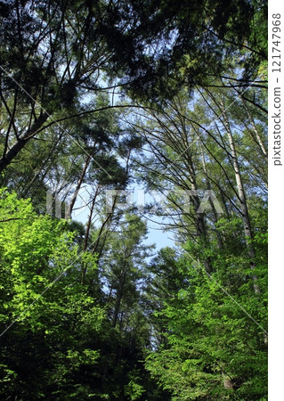 Blue sky seen from the dense forest 121747968