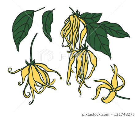 Ylang ylang flowers hand drawn colorful illustration set Ylang ylang flowers hand drawn colorful illustration set 121748275