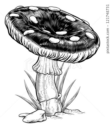 Mushroom Toadstool Fly Agaric Amanita Muscaria Mushroom Toadstool Fly Agaric Amanita Muscaria 121748731