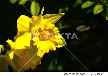 Narcissus flower 121749346
