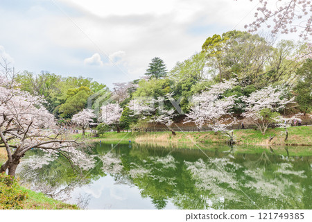 Cherry blossoms in full bloom at Mitsuike Park (Yokohama, Kanagawa Prefecture) - One of Japan's Top 100 Cherry Blossom Spots 121749385