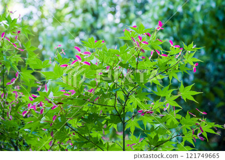 Momiji fruit 121749665