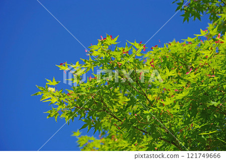 The fresh green leaves and red berries of maples stand out against the blue sky 121749666