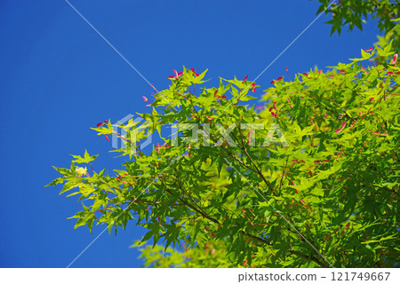 The fresh green leaves and red berries of maples stand out against the blue sky 121749667