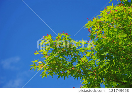 The fresh green leaves and red berries of maples stand out against the blue sky 121749668