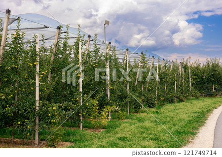 Industrial apple orchards with neatly arranged trees, showcasing large-scale fruit production 121749714