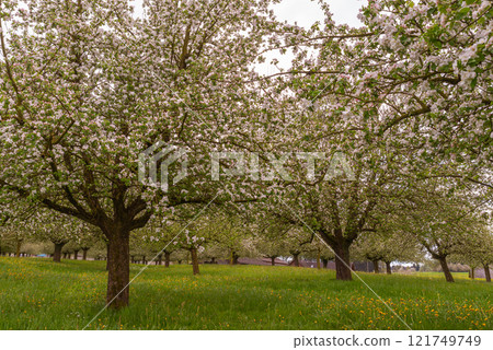 Close-up of blooming apple trees on a meadow  121749749