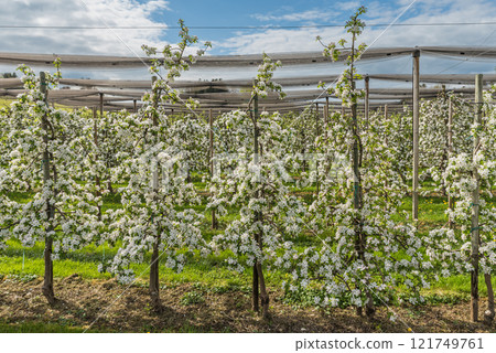 Orchard with blooming apple trees 121749761