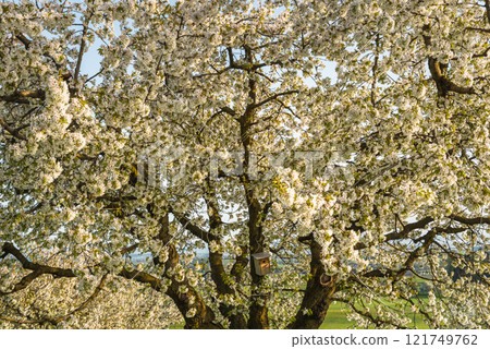 Close-up of a large blossoming pear tree 121749762