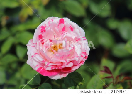 Arao City Ominous Citizen Flower Bed Rose Flower, Arao City Ominous Citizen Flower Bed Rose Flower, 121749841