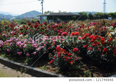 Arao City Ominous Citizen Flower Bed Rose Flower, 121749848