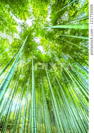日本橫濱城市景觀美麗的綠色竹林和陽光照耀...希望之光...=2020年1月7日 日本橫濱城市景觀美麗的綠色竹林和陽光照耀...希望之光...=2020年1月7日 121750006