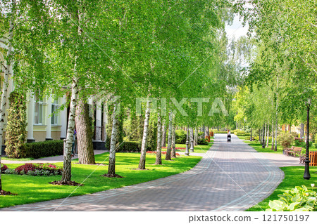 Serene tree-lined path invites leisurely strolls in a sunny park Serene tree-lined path invites leisurely strolls in a sunny park 121750197