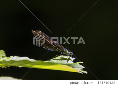 Common damselfly (Calopteryx virgo), National Park Slovak Paradise, Slovakia Common damselfly (Calopteryx virgo), National Park Slovak Paradise, Slovakia 121750588