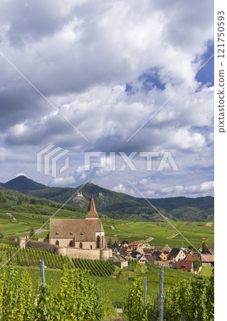 Typical vineyard near Hunawihr near Ribeauville Riquewihr, Haut-Rhin, Region Grand Est, Alsace, France 121750593