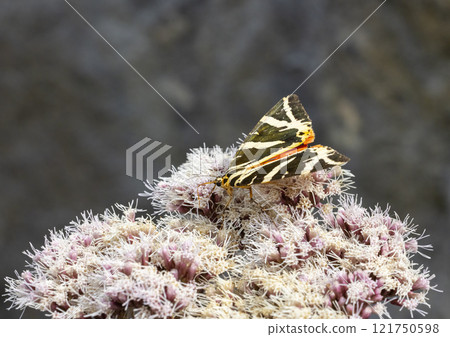 Euplagia quadripunctaria in French highlands, Auvergne, Cantal, France 121750598