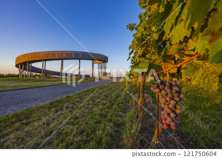 Trail above the vineyards lookout point, Kobyli vrch, Kobyli, Southern Moravia, Czech Republic 121750604
