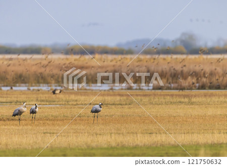 Flock of birds, Common Crane, migration in Hortobagy National Park, UNESCO World Heritage Site, Puszta is one of largest meadow and steppe ecosystems in Europe, Hungary Flock of birds, Common Crane, migration in Hortobagy National Park, UNESCO World Heritage Site, Puszta is one of largest meadow and steppe ecosystems in Europe, Hungary 121750632