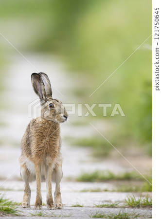 Field hare (Lepus europaeus) in Bird park Kosteliska near Dubnany, Southern Moravia, Czech Republic 121750645