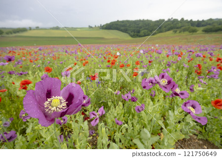 Typical spring landscape with poppies near Silica (Szilice), National Park Slovak Kras, Slovakia 121750649