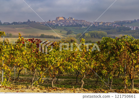 Typical vineyard near Cascina Montalbera and Montemagno Monferrato, Castagnole Monferrato, Piedmont, Italy Typical vineyard near Cascina Montalbera and Montemagno Monferrato, Castagnole Monferrato, Piedmont, Italy 121750661