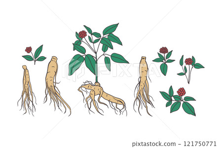 Ginseng root hand drawn color illustration Ginseng root hand drawn color illustration 121750771