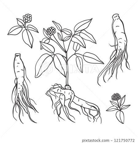 Ginseng root vector outline illustration 121750772
