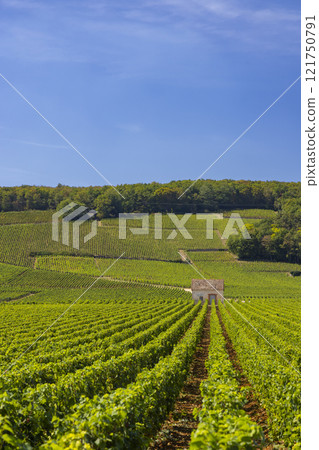 Typical vineyards near Clos de Vougeot, Cote de Nuits, Burgundy, France 121750791