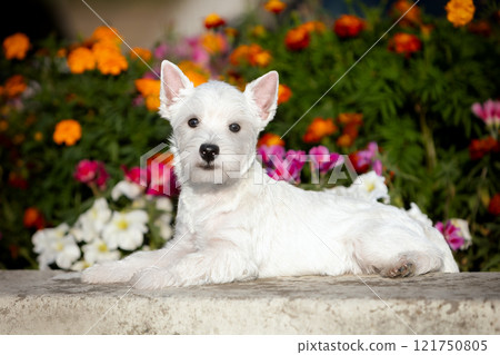 West Highland White Terrier puppy in a bright summer flower bed. West Highland White Terrier puppy in a bright summer flower bed. 121750805