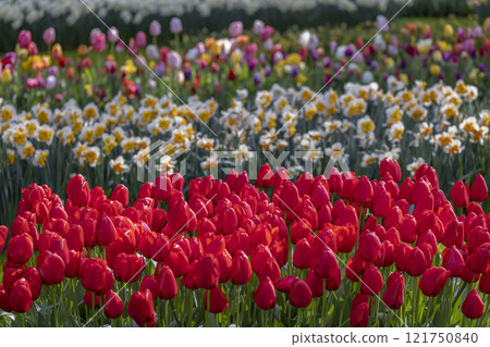 Keukenhof flower garden - largest tulip park in world, Lisse, Netherlands 121750840