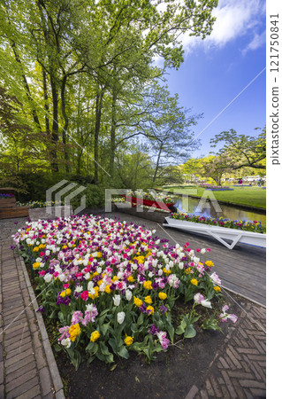 Keukenhof flower garden - largest tulip park in world, Lisse, Netherlands 121750841