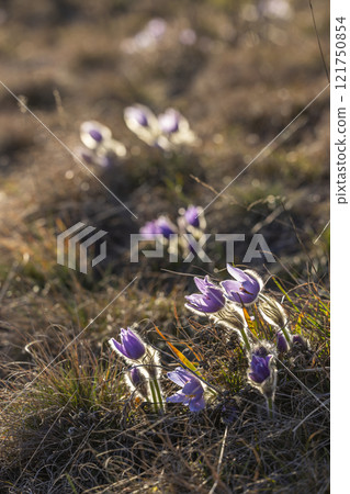 Pasque flower, National park Podyji, Southern Moravia, Czech Republic Pasque flower, National park Podyji, Southern Moravia, Czech Republic 121750854