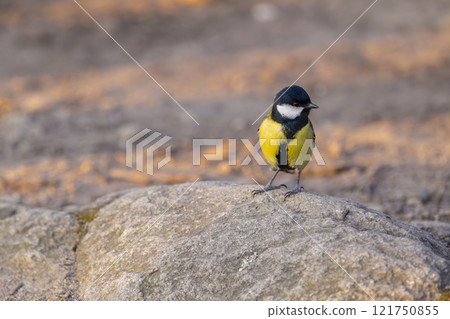 Great tit near National park Podyji, Southern Moravia, Czech Republic Great tit near National park Podyji, Southern Moravia, Czech Republic 121750855