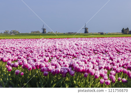 Field of tulips with Ondermolen windmill near Alkmaar, The Netherlands 121750870