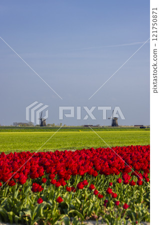 Field of tulips with Ondermolen windmill near Alkmaar, The Netherlands Field of tulips with Ondermolen windmill near Alkmaar, The Netherlands 121750871