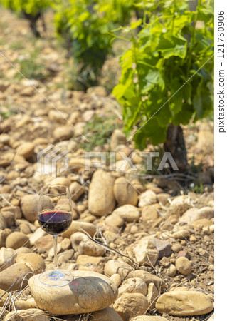 Typical vineyard with stones near Chateauneuf-du-Pape, Cotes du Rhone, France Typical vineyard with stones near Chateauneuf-du-Pape, Cotes du Rhone, France 121750906