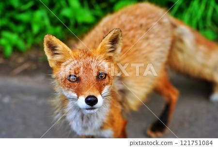 A wild red fox appears on the roadside in Hokkaido 121751084
