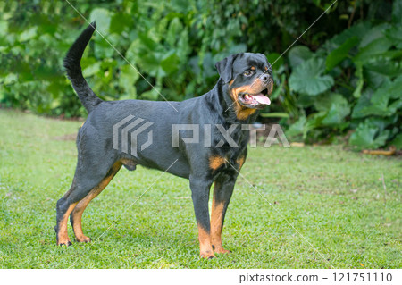 Rottweiler dog, outdoor. 121751110