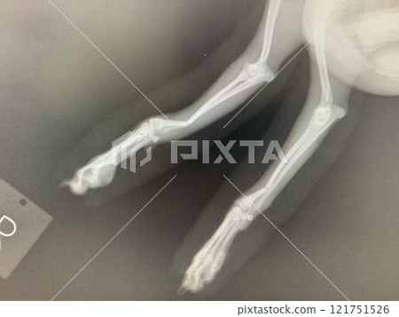 X-ray of a dog's leg X-ray of a dog's leg 121751526