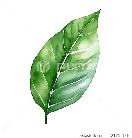 Watercolor painting depicting a vibrant green leaf on white background 121751986