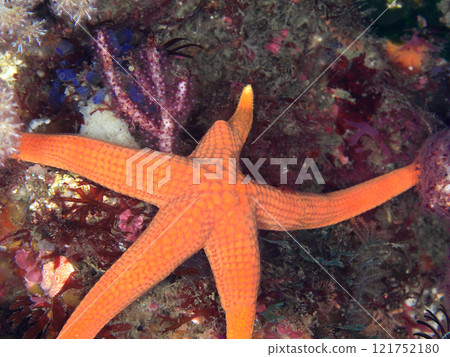 orange starfish 121752180