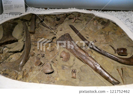 The location of the dinosaur Edmontosaurus: A layer of dinosaur bones that has accumulated 121752462