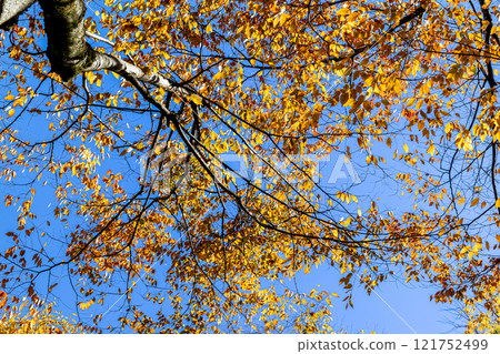 Colorful trees against the blue sky 121752499