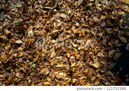 Fallen leaves that fell on the ground 121752500