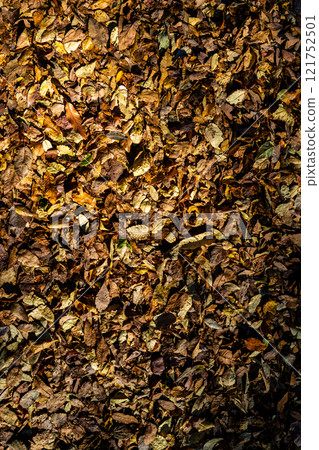 Fallen leaves that fell on the ground 121752501