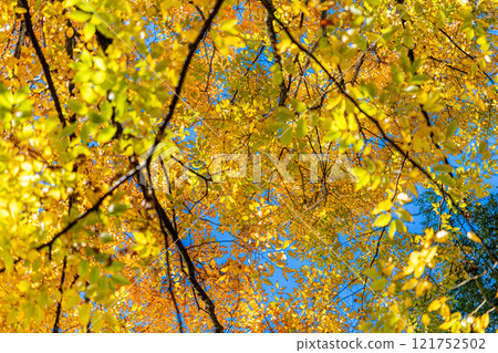 Landscape with yellow leaves 121752502